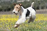 FOX TERRIER 355